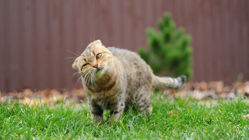 cat shaking head; a cat shakes their head outside.